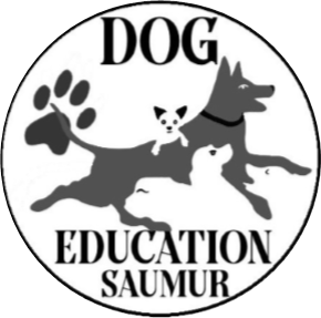 Dog Education Samur